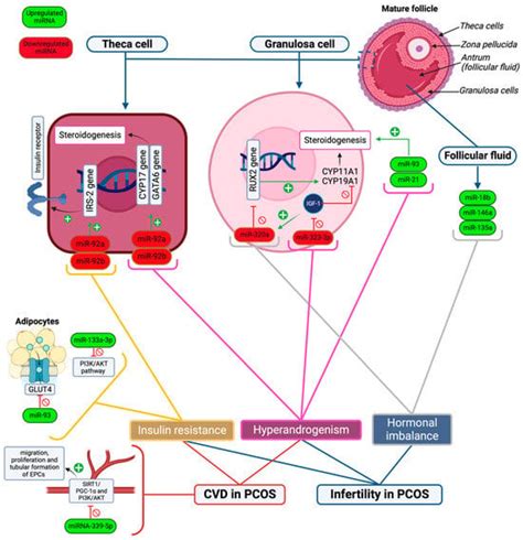 Ijms Free Full Text The Role Of Microrna Long Non Coding Rna And