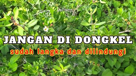 Banyak Dicari Dan Di Buru Karena Bagus Dijadikan Bonsai Seperti Ini