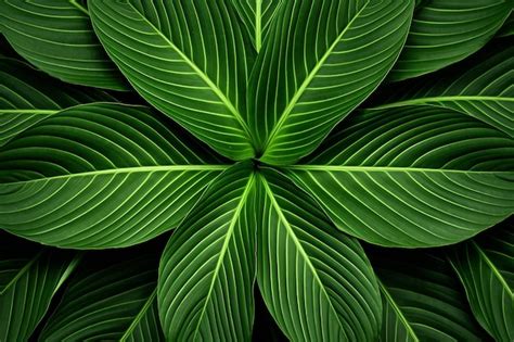 Premium Photo Photo Symmetrical Of Green Leaf With Stripes Pattern