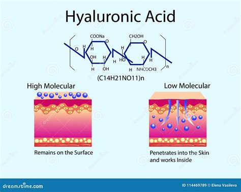 Vectorillustratie Met Hyaluronic Zuur In Huid Zorg Producten Lage