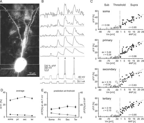 Dendritic Ca I Transients Encode Somatic Burst Firing But Not