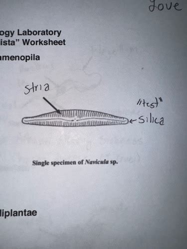 Lab Kingdom Protista Flashcards Quizlet