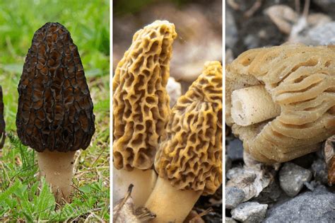 15 Types Of Morel Mushrooms You Can Make In 5 Minutes Easy Recipes To