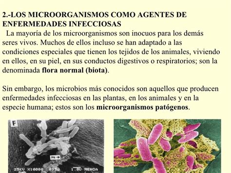 Evidencia 1 Clasificacion De Los Microorganismos Y Su Importancia En Images