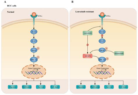 Dusp Deficiency Results In Erk Activation Leading To Lenvatinib