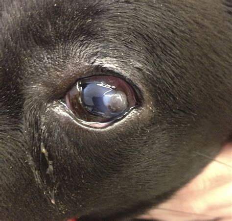 Serum For Corneal Ulcer Dog At Richard Armes Blog