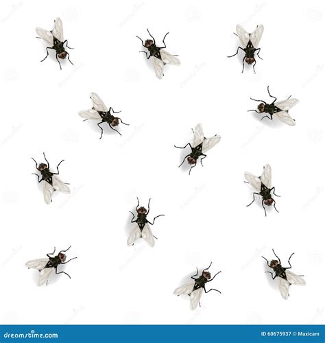 Many Flies On The Wall Vector Illustration Stock Vector Image 60675937