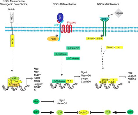 Notch Cross Talk With Bmp And Wnt Signaling Notch Signals To The