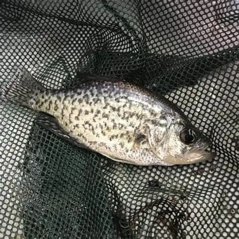 List of Crappie Species (ID + Pictures) - Pond Informer