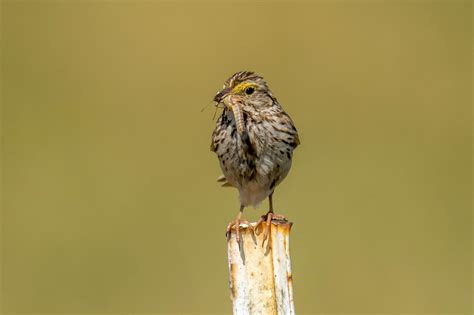 Savannah Sparrow With Grasshopper Tony Spane Flickr