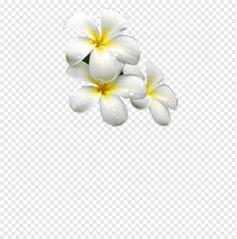 Flores De Jasmim Vetor Png Branco Flor Jasmim Imagem Png E Vetor The