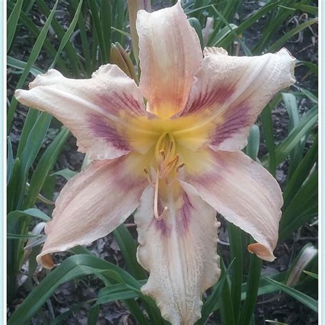 Beautify Daylily Bulbs For Planting Daylily Plants Live Long Flowering