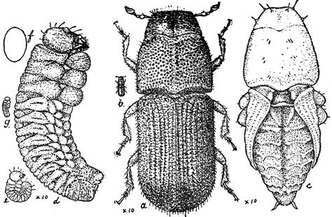 Pine Beetle Stages Clipart Etc