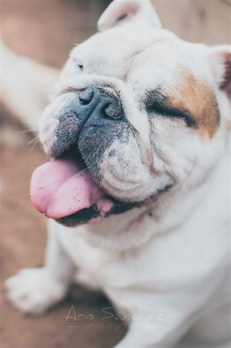 Smiling Bulldog Relaxed And Smiling Bulldog The 3 Bulldogs Flickr