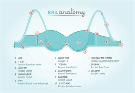 Anatomy Of A Bra Bra Support Bras Custom Bras