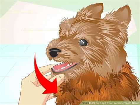 How To Keep Your Yorkies Teeth Clean Step By Step Guide