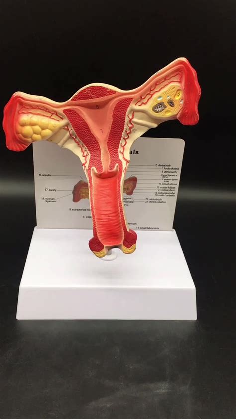 Female Reproduction Model Pathological Anatomical Of Uterus Teaching