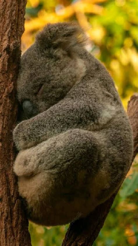 Cute koala – Artofit