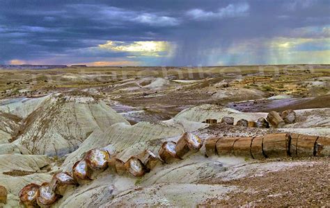 PETRIFIED FOREST by Tanju Bayramoglu