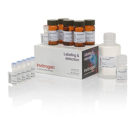 Invitrogen Cyquant Ldh Cytotoxicity Assay Assays Cell Analysis