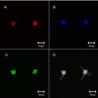 F2 0v Binds Leukocyte Cell Surface A Biotinylated F2 0v Is Shown In