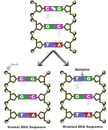 🐞 Gene Mutation | The A Level Biologist - Your Hub 🌱