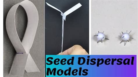 Seed Dispersal Models Thinktac Youtube