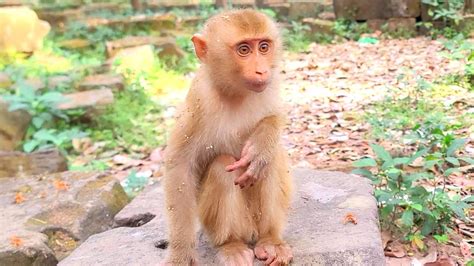 New Abandoned Monkeys Try To Run Find Other Help Youtube