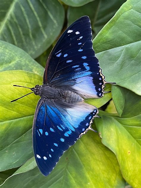 Winter In The Butterfly Rainforest Exhibits