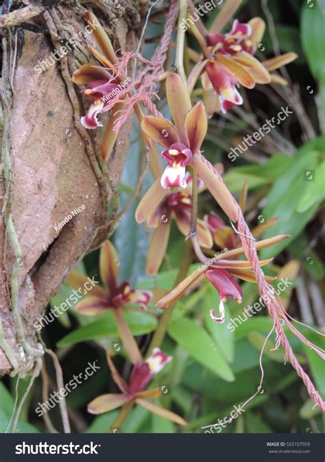 Cymbidium Finlaysonianum Orchid Flower Stock Photo Shutterstock