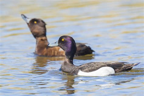 17 Ducks That Are Black And White Id Photos Calls