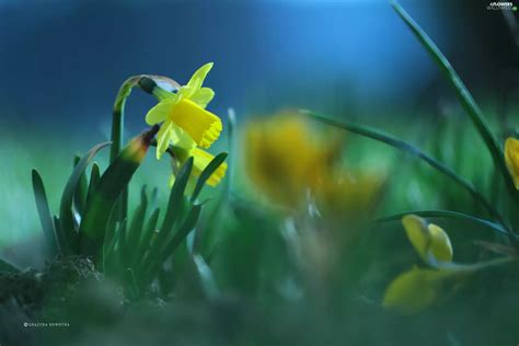 Colourfull Flowers, jonquil, Yellow - Flowers wallpapers: 2560x1707