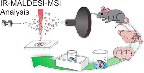 Lipidomic Analysis Of Mouse Brain To Evaluate The Efficacy And Preservation Of Different Tissue