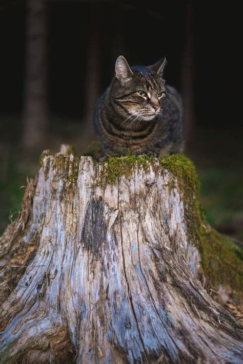 Shot Of A Fluffy Tabby Cat Laying On A Tree Trunk Looking In The