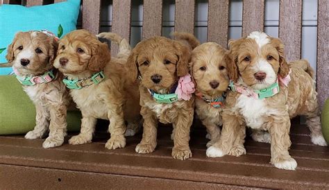 Sunny Day Doodles | Australian Labradoodle Breeder | Matthews NC