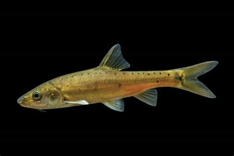 Golden Scaleless Cave Fish Discovered In China Reveals Evolution In Action