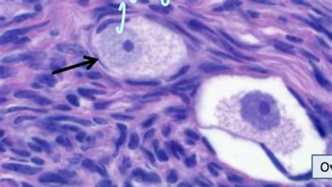 Histology of the Female Reproductive Tract Flashcards | Quizlet