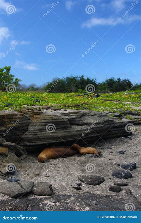 Seal, mother and baby stock photo. Image of sand, sleeping - 7098306