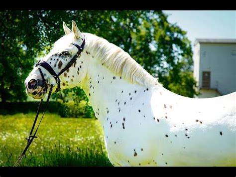 Rasseportrait Knabstrupper - YouTube