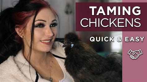 Easy How To Tame And Train Your Chicken Youtube