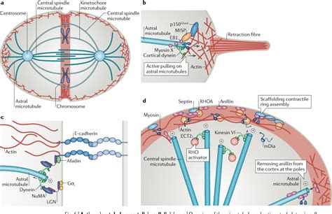 Actinmicrotubule Crosstalk In Cell Biology Semantic Scholar