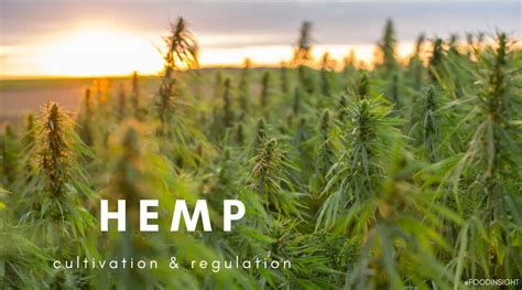 Hemp Cultivation And Regulation Food Insight