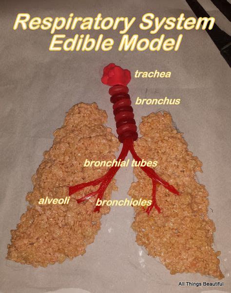 8 Respiratory Project Ideas Respiratory Science Projects Respiratory System Projects