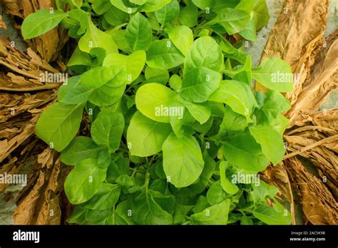 green Cigar tobacco leaves. concept of growing tobacco products Stock ...