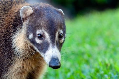 Coat De Hocico Blanco Nasua Narica Conocido Como El Coatimundi