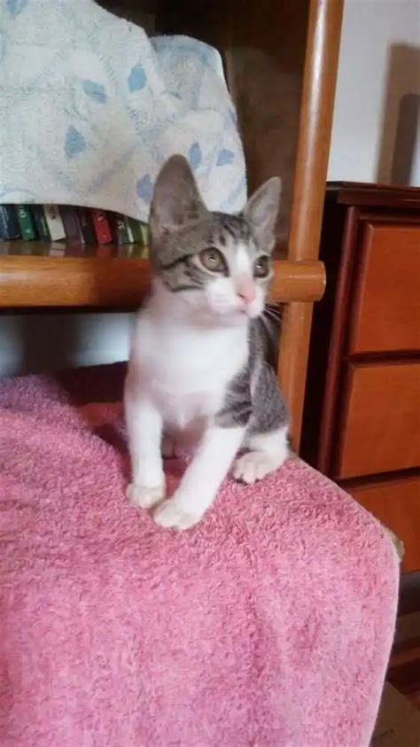 Adoção de Gato São Paulo SP Tommy Billy 2 a 6 meses Raça SRD