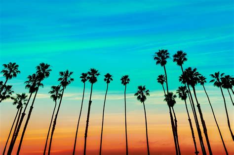 California Sunset Palm Tree Rows In Santa Barbara Aepi