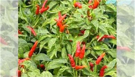 मिर्च की उन्नत खेती Spice Cultivation मिर्च की उन्नत किस्मों से बढ़ा