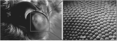 Moth Eye 36 And Its Sem Image 37 Which Shows Nanospheroids On Its