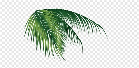 Coconut Leaves Plant Vector Material Vector Trees Png Pngegg